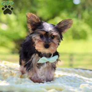 Ollie, Yorkie Puppy